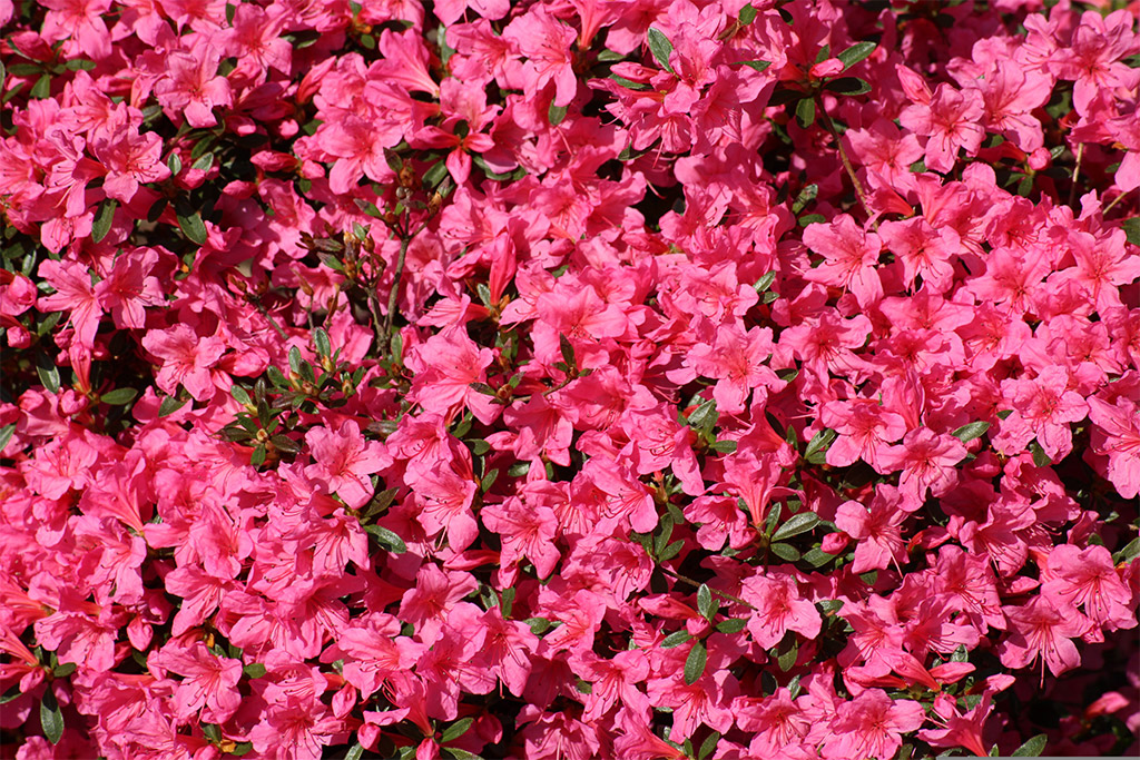 Why Everyone Is Talking About Azaleas This Year