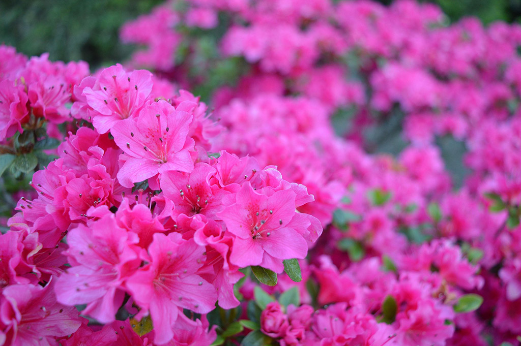 Why Everyone Is Talking About Azaleas This Year