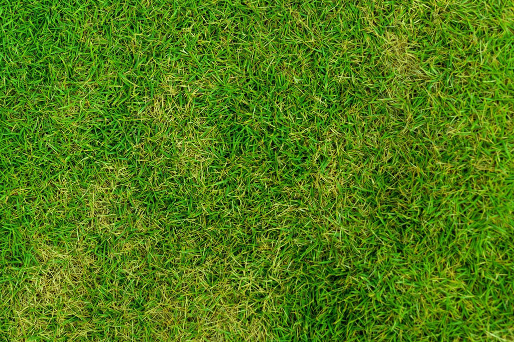 Grass