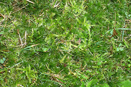 Grassy Weeds in St. Augustine Lawns: The Fall Window to Get Ahead