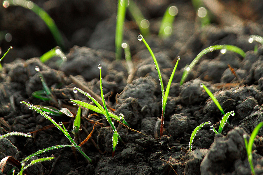 Florida Landscape Construction Planning for Commercial Properties