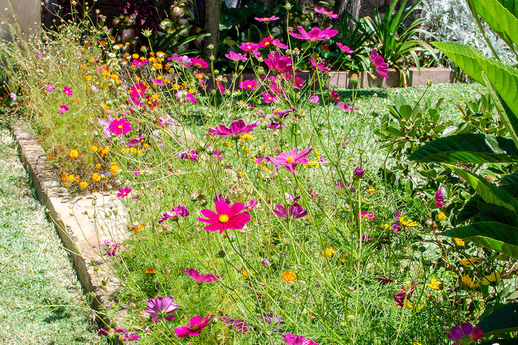 Why Florida Commercial Landscapes Struggle With Plant Decline
