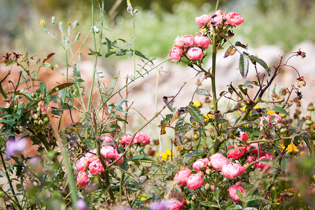 Why Florida Commercial Landscapes Struggle With Plant Decline