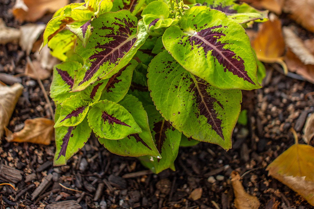 5 Mulching Practices That Help Florida Landscapes Hold Moisture and Reduce Disease Pressure