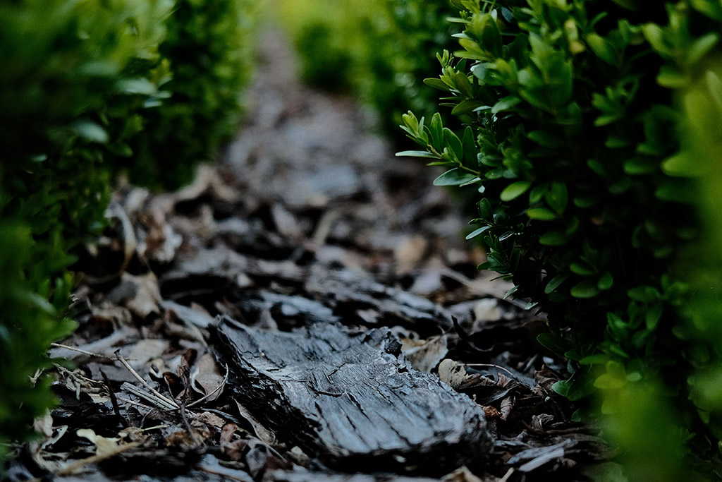 5 Mulching Practices That Help Florida Landscapes Hold Moisture and Reduce Disease Pressure
