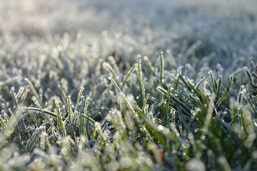 What Happens to Florida Turf After a 20°F Freeze - Damage, Recovery, and Pest Risks