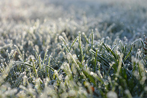 What Happens to Florida Turf After a 20°F Freeze - Damage, Recovery, and Pest Risks