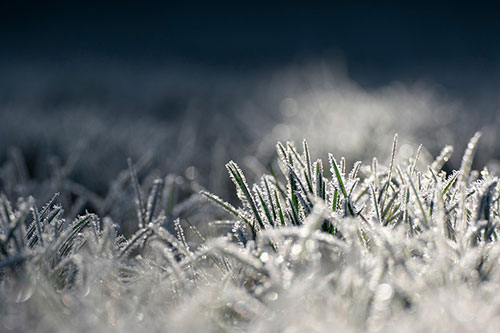 Frost Alert! Quick Tips to Protect Your Landscape