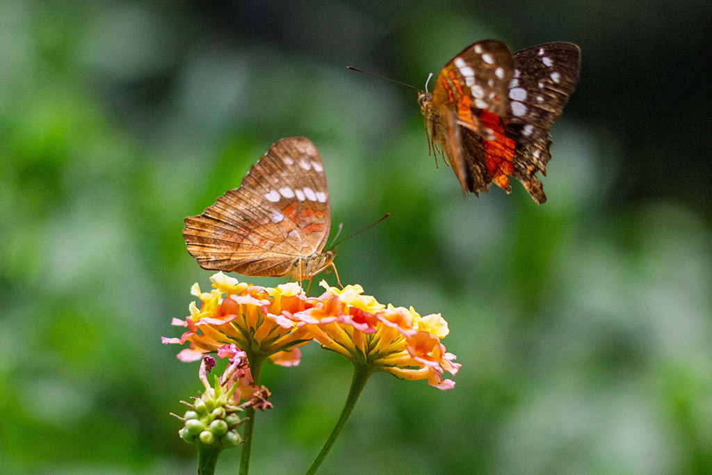 Butterflies