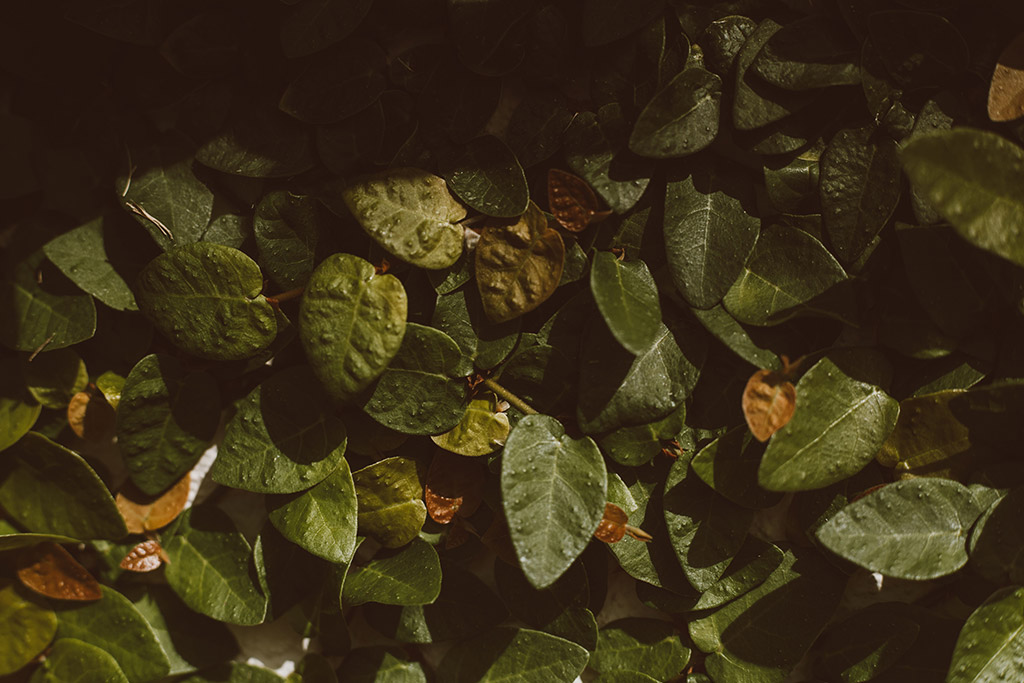 Best Groundcovers for Patchy Grass in Gainesville Florida
