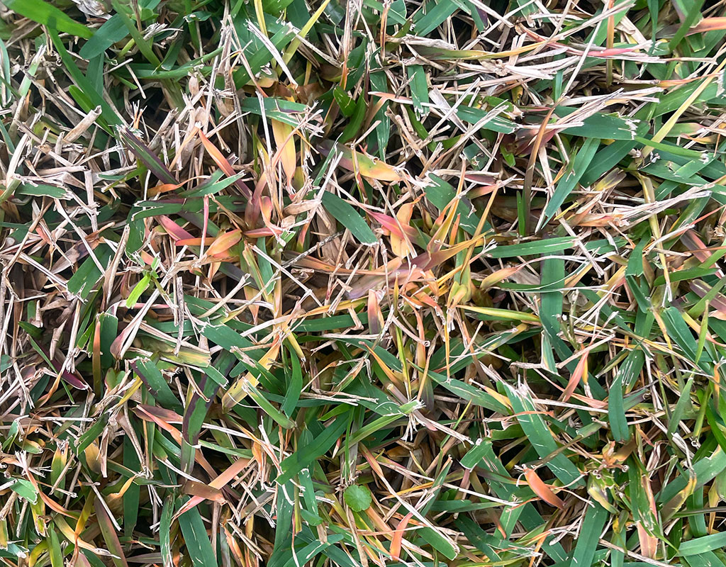 Brown Patch Grass Fungus