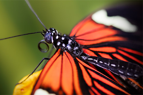 Beneficial Insects in Florida Landscapes