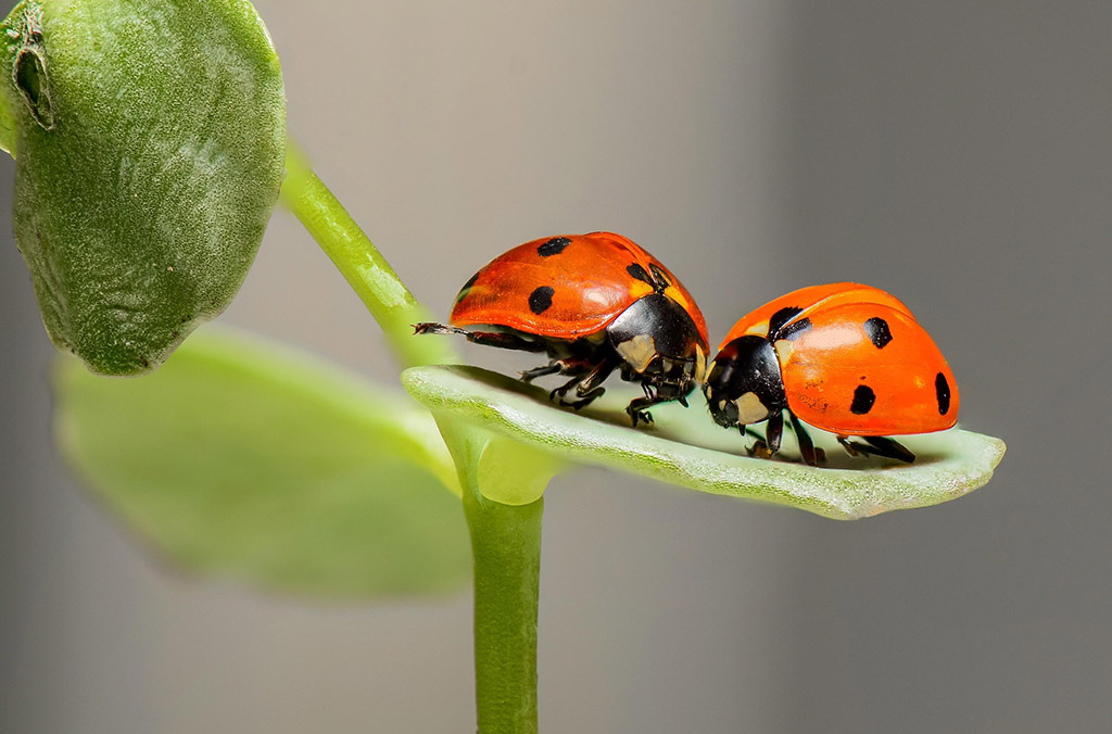 Lady Beetles - Ladybugs