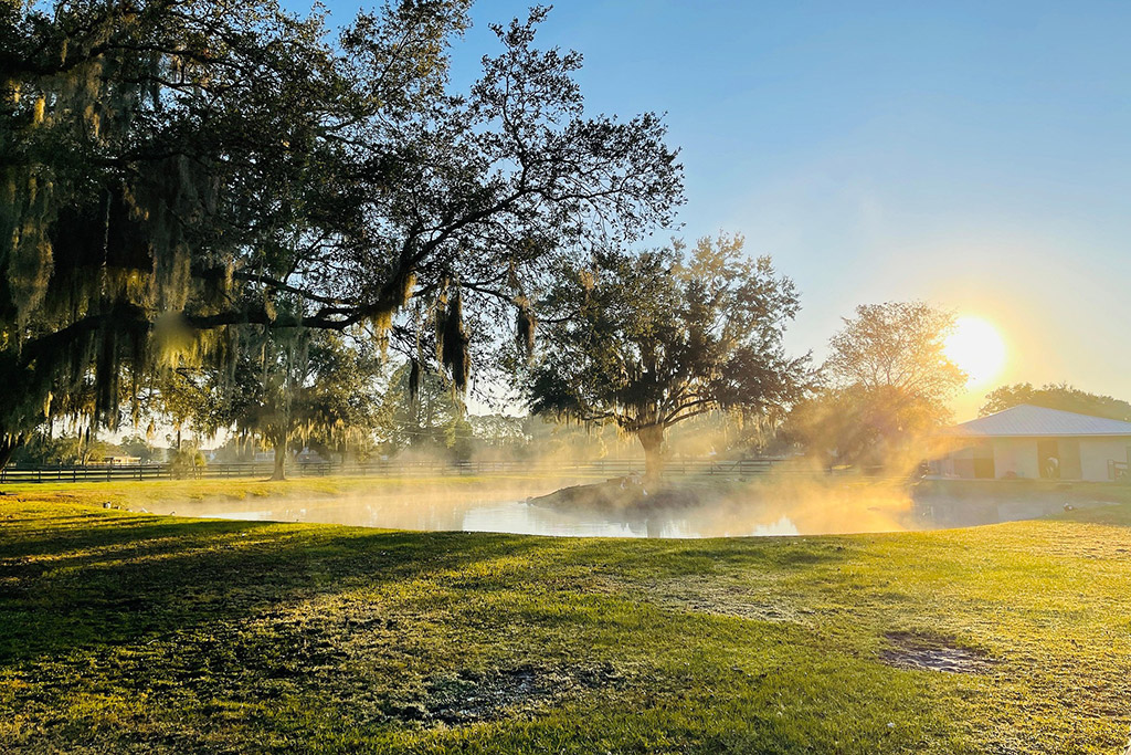 Why Some New Lawns Struggle in Gainesville
