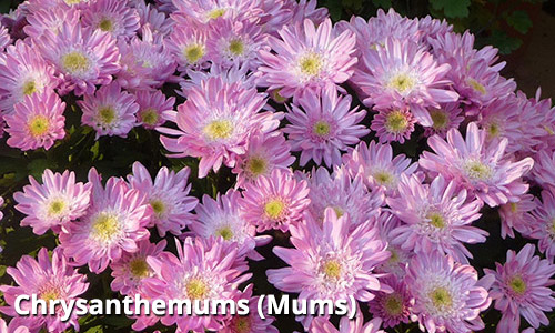 Fall Annuals - Mums