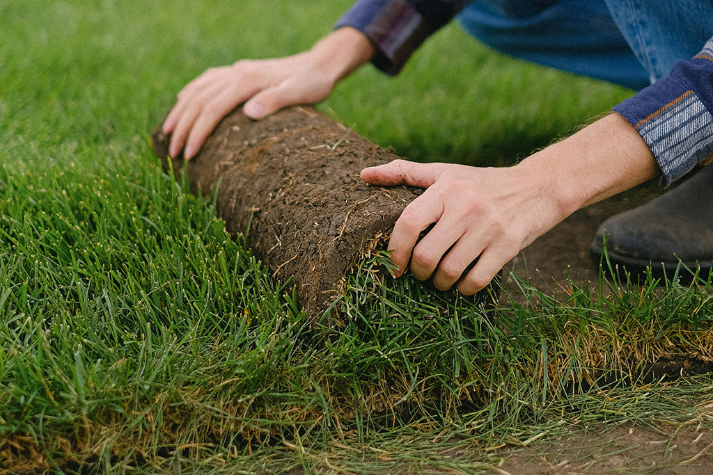 Sod vs. Seed in Florida Commercial Landscapes