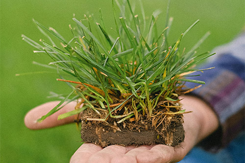 Sod vs. Seed in Florida Commercial Landscapes: What HOA Boards and Property Managers Should Know Before Summer