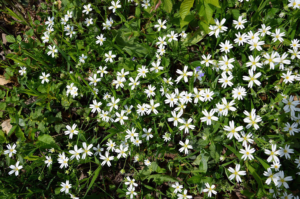 Chickweed