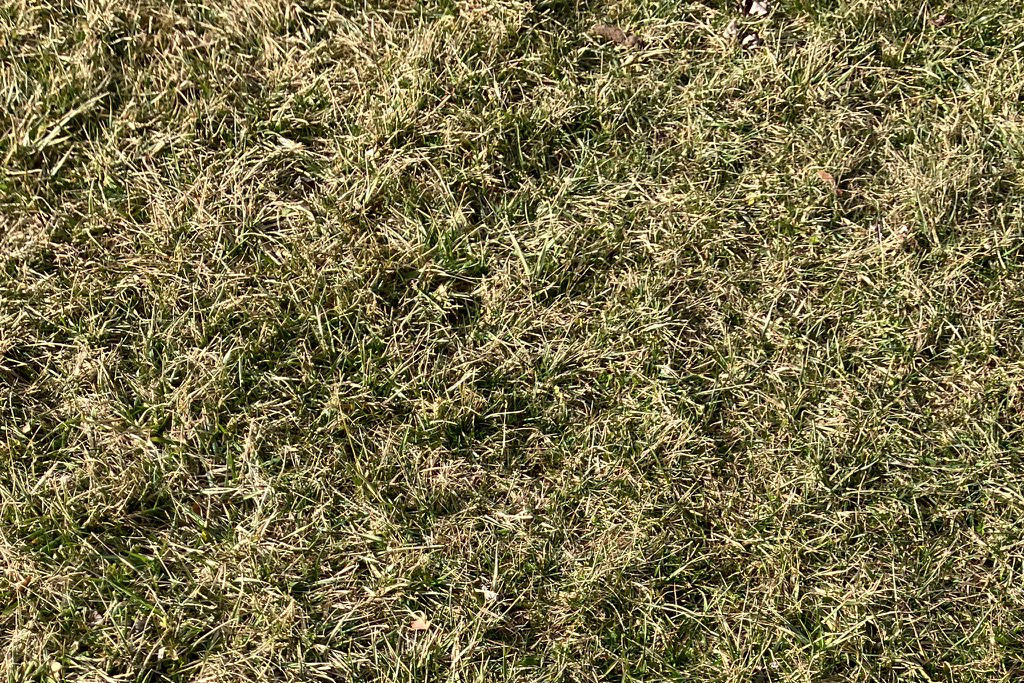 Why Weeds Explode After a Freeze - What Florida Lawns Are Really Experiencing