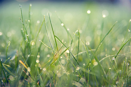 Why Weeds Explode After a Freeze - What Florida Lawns Are Really Experiencing